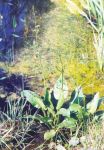 [36] żabieniec babka wodna Alisma plantago-aqnatica, fot. A. Dorda